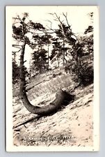 Muskegon State Park MI-Michigan RPPC, A Native Tree, Antique, Vintage Postcard picture
