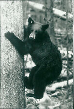 One With Nature: Bears - Vintage Photograph 2930160 picture