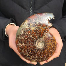 1.84LB natural whole ammonite fossil conch quart crystal specimen healing XL1957 picture