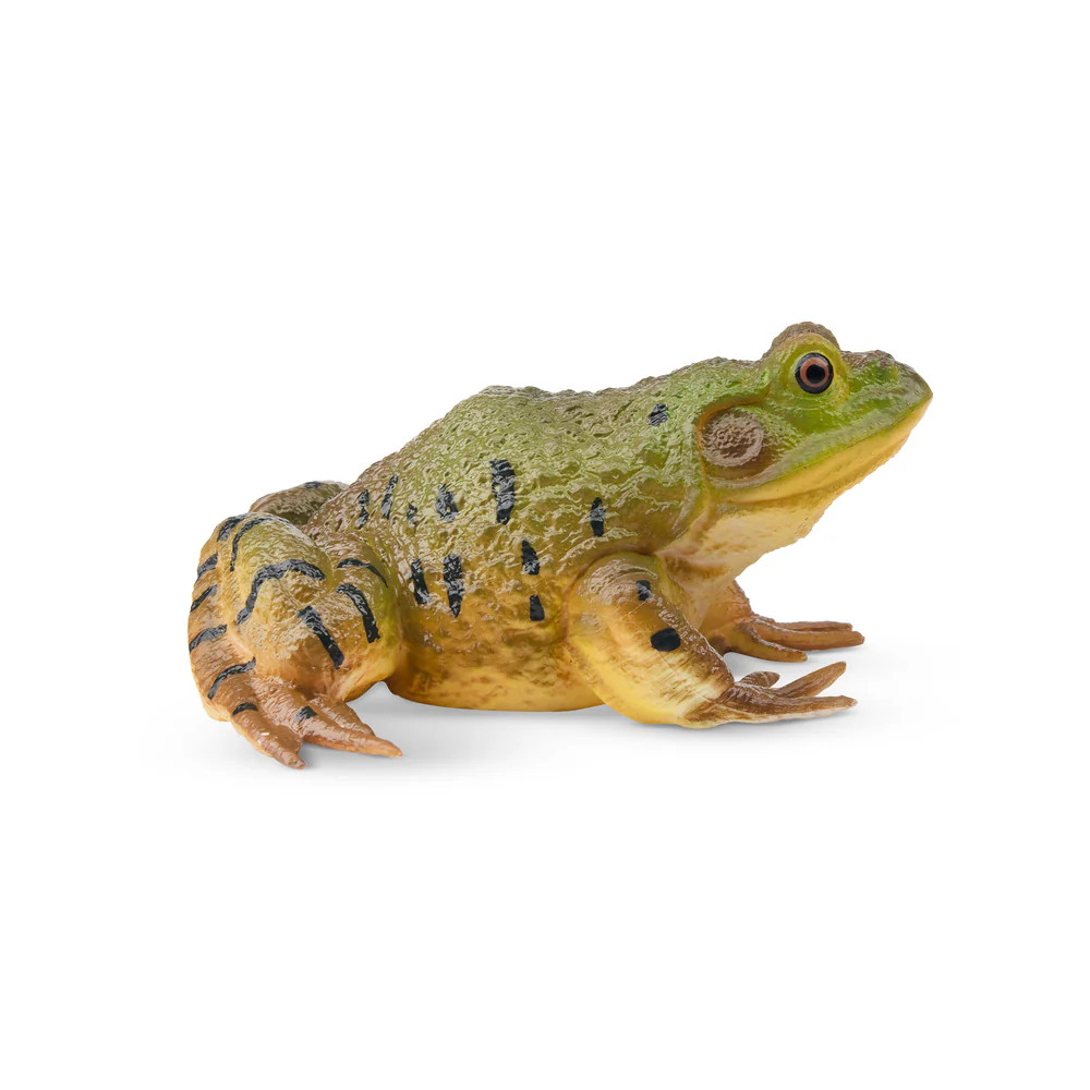 Bullfrog-Toymany  African Bullfrog Frog Collectible Statue
