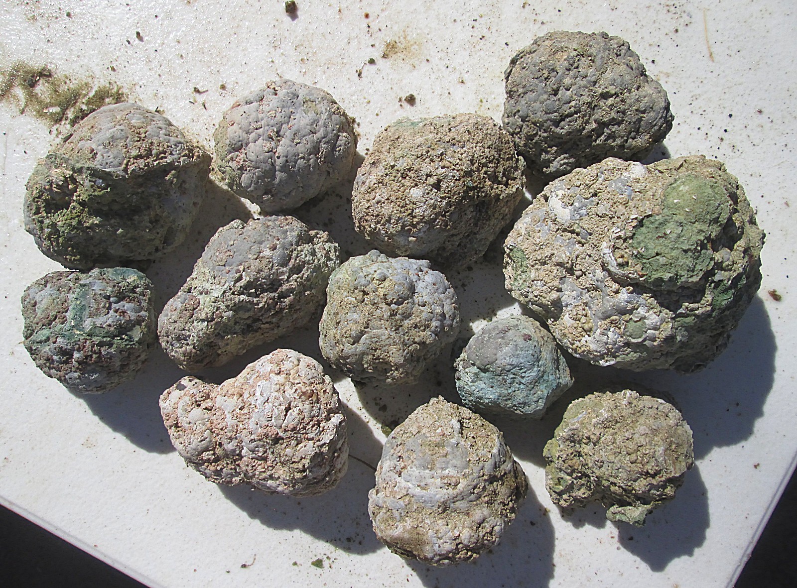 KILLER GREEN THUNDEREGG ROUGH LOT ~ 2 lbs. 8 ozs. lrg. = 3\