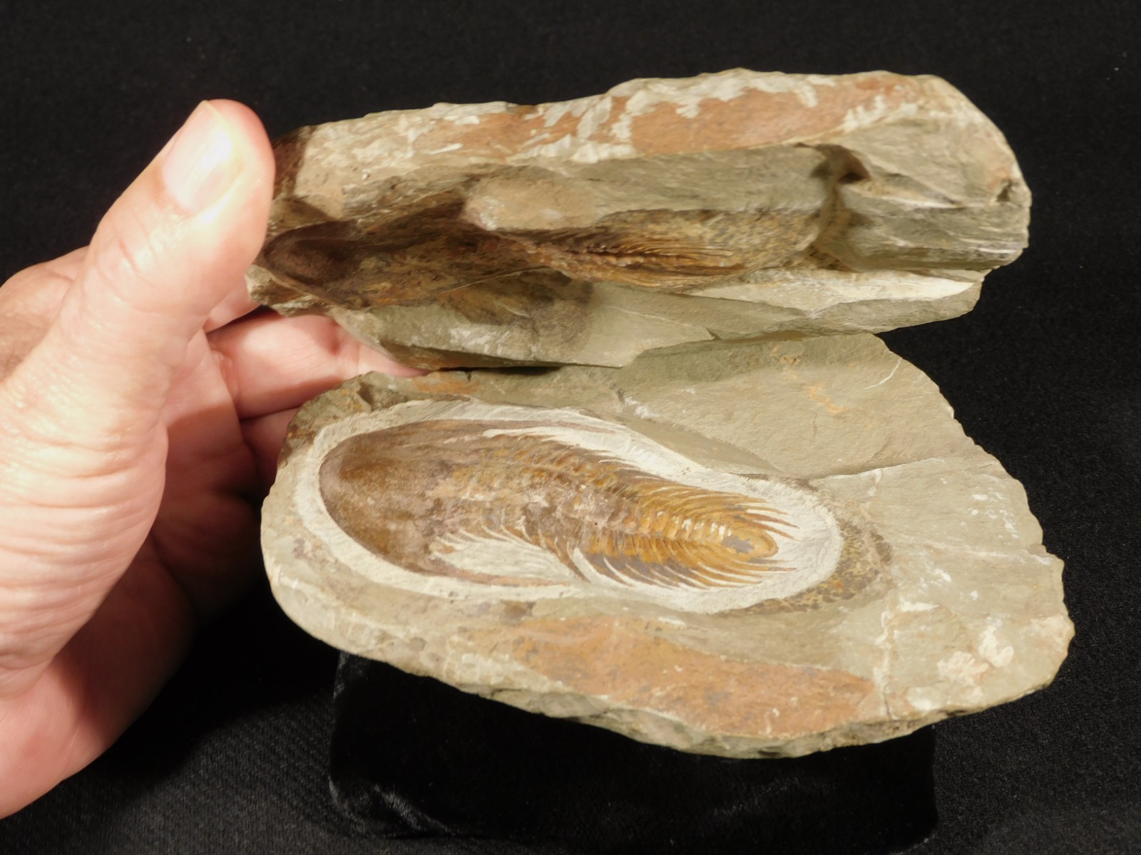 Big Super NICE Acadoparadoxides sp. TRILOBITE Fossil Morocco 1414gr