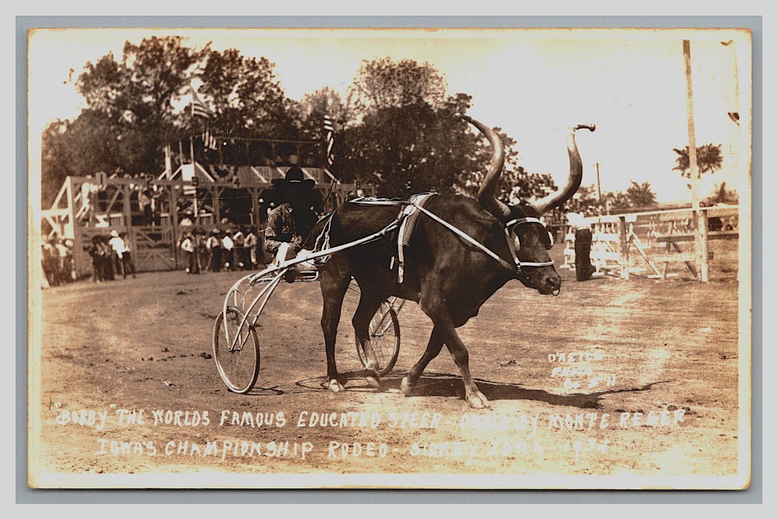RPPC ~ Harness Racing steer \