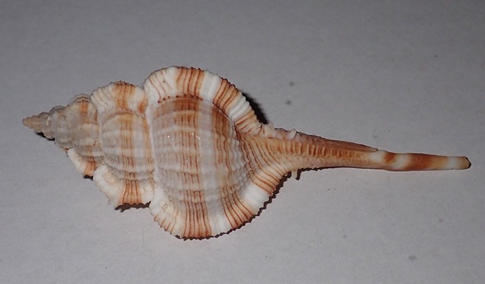 89 mm GREAT PATTERN Vokesimurex Dentifer Murex Seashell #AZ1 From Bohol Island