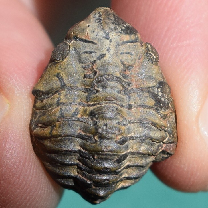 Extremely rare trilobite, Proboloides: Bolivia devonian trilobite fossil