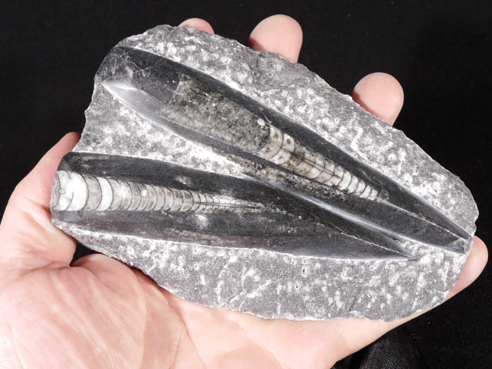 LARGER 400 Million Year Old Polished ORTHOCERAS Fossil Plate Morocco 406gr