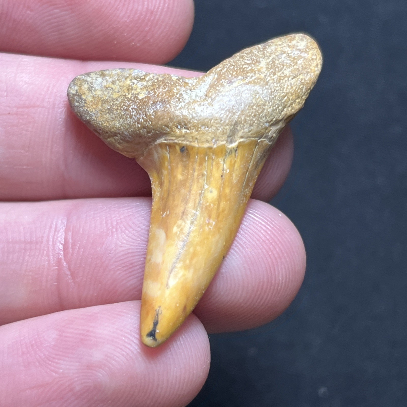 1.69” Fiery Colored Isurus Desori Extinct Shortfin Mako Fossil Shark Tooth SC