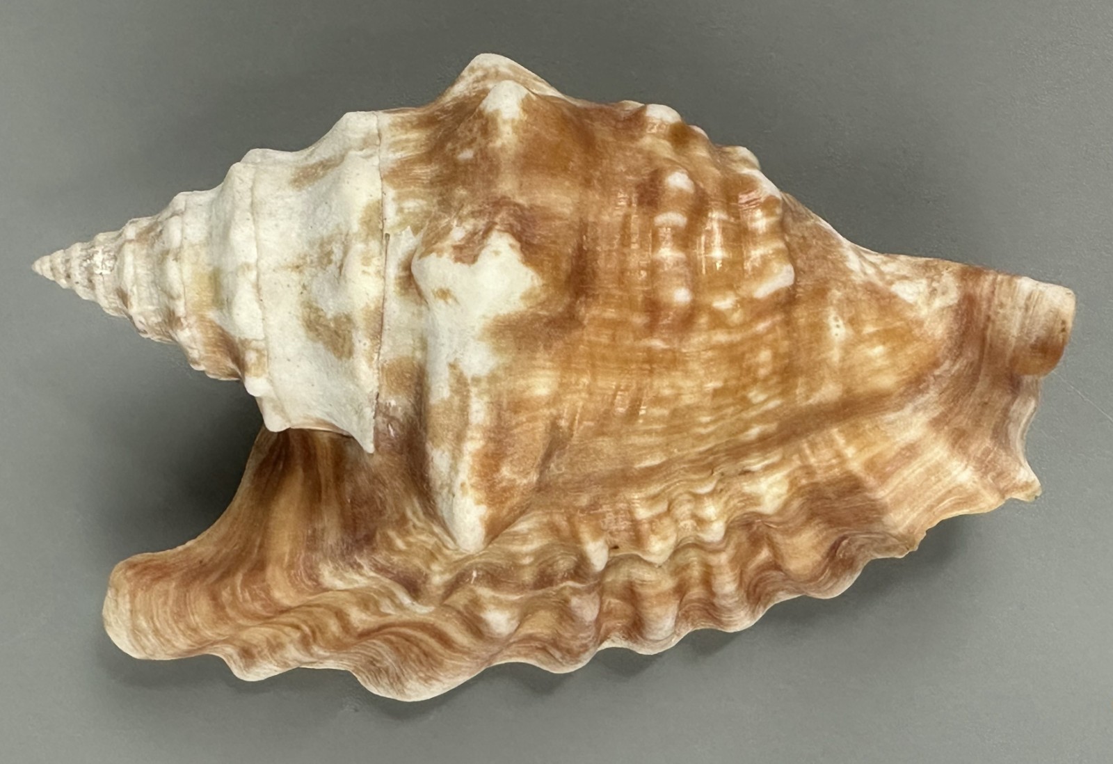 Tricornis oldi 111.9mm VERY LARGE Rare Old\'s Conch Seashell Oman F++ with Data
