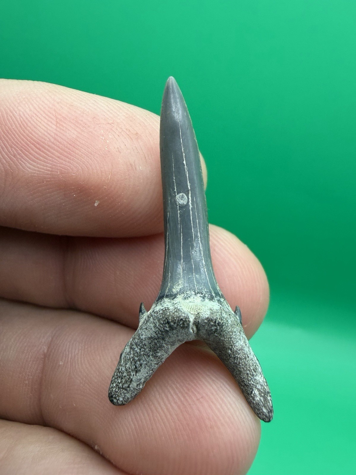 Sandtiger Shark Tooth Fossil 1.43” Venice Florida