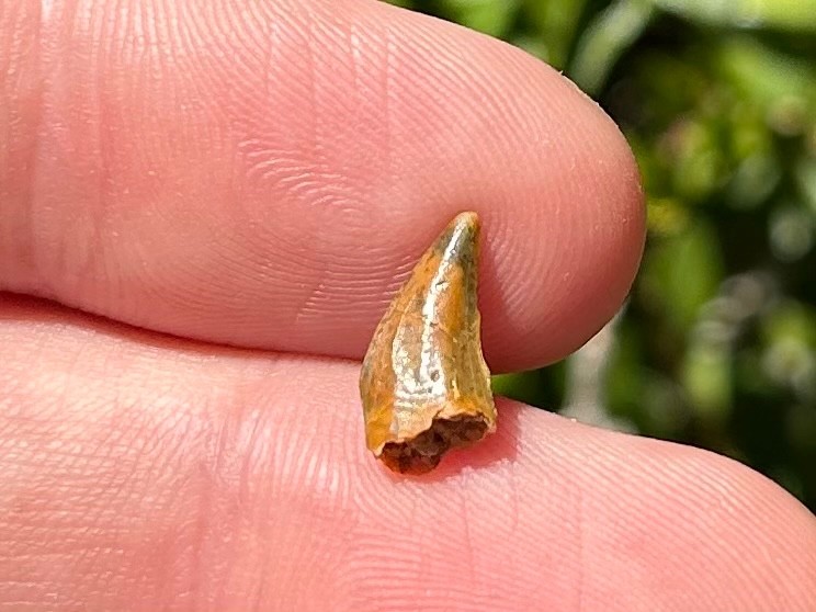 NICE Undescribed Dinosaur Tooth Fossil Raptor ? Morocco Kem Kem Theropod