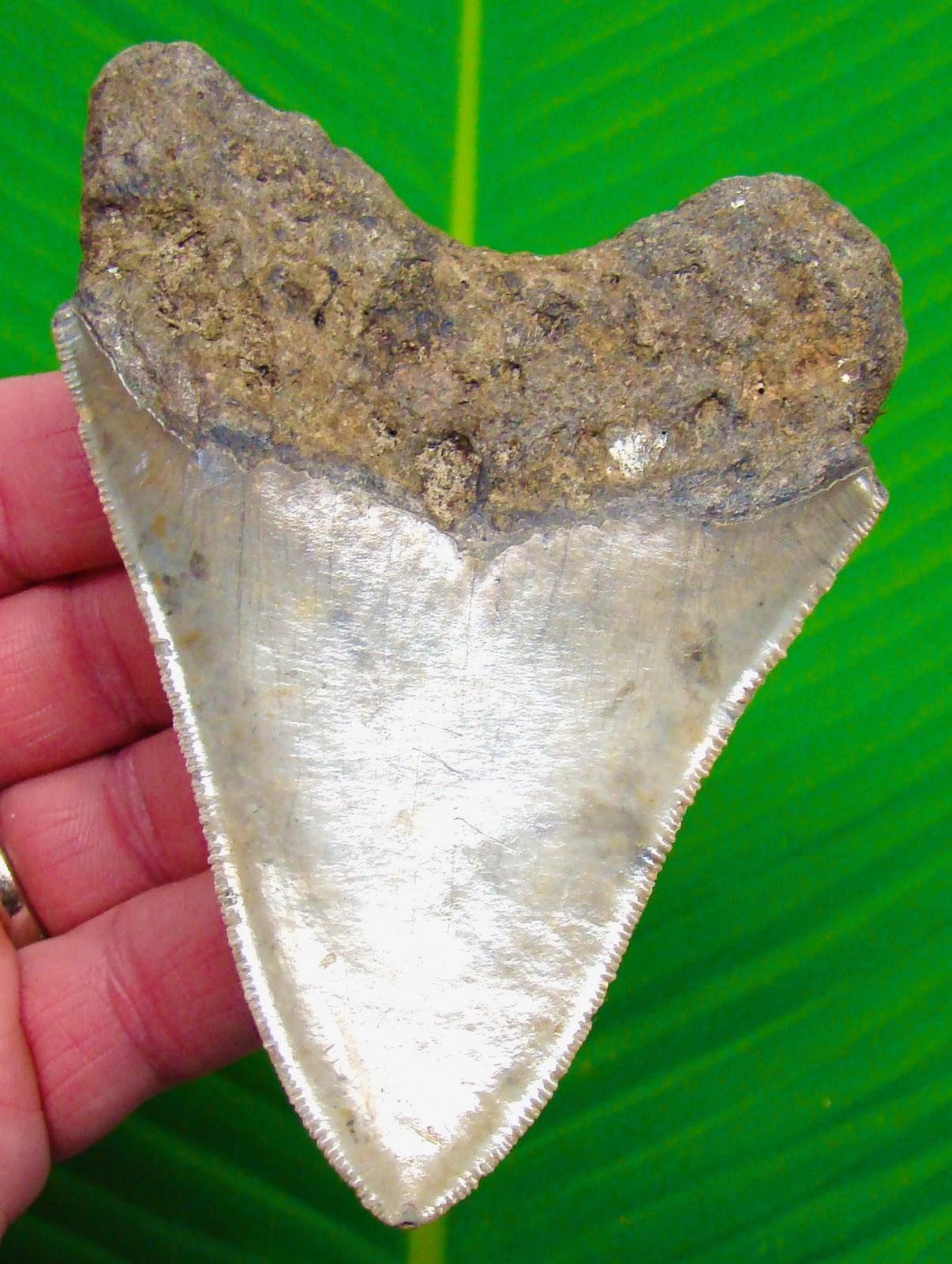 Megalodon Shark Tooth  4.60” Real Fossil - Sharks Teeth - No Restorations