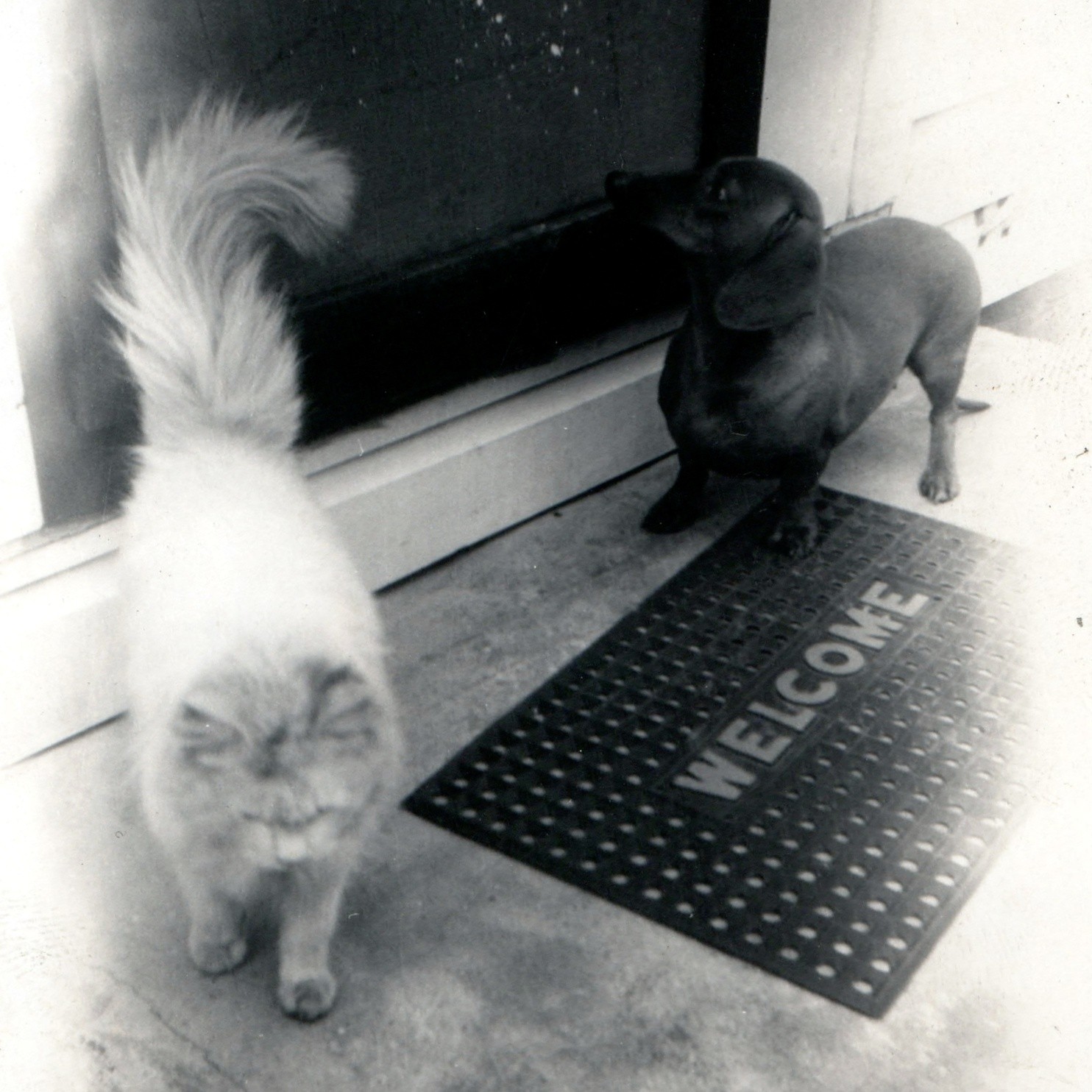 c1950s Dachshund Dog & Fluffy Cat Welcome Mat 4\