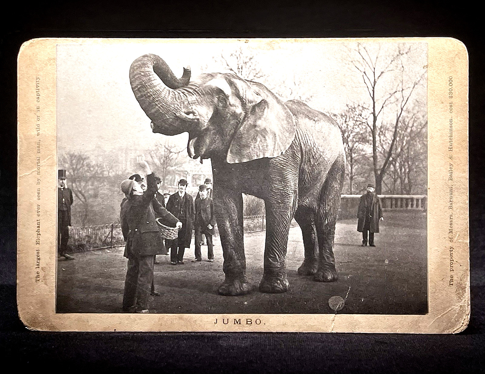 VERY RARE CIRCUS CABINET PHOTO - 