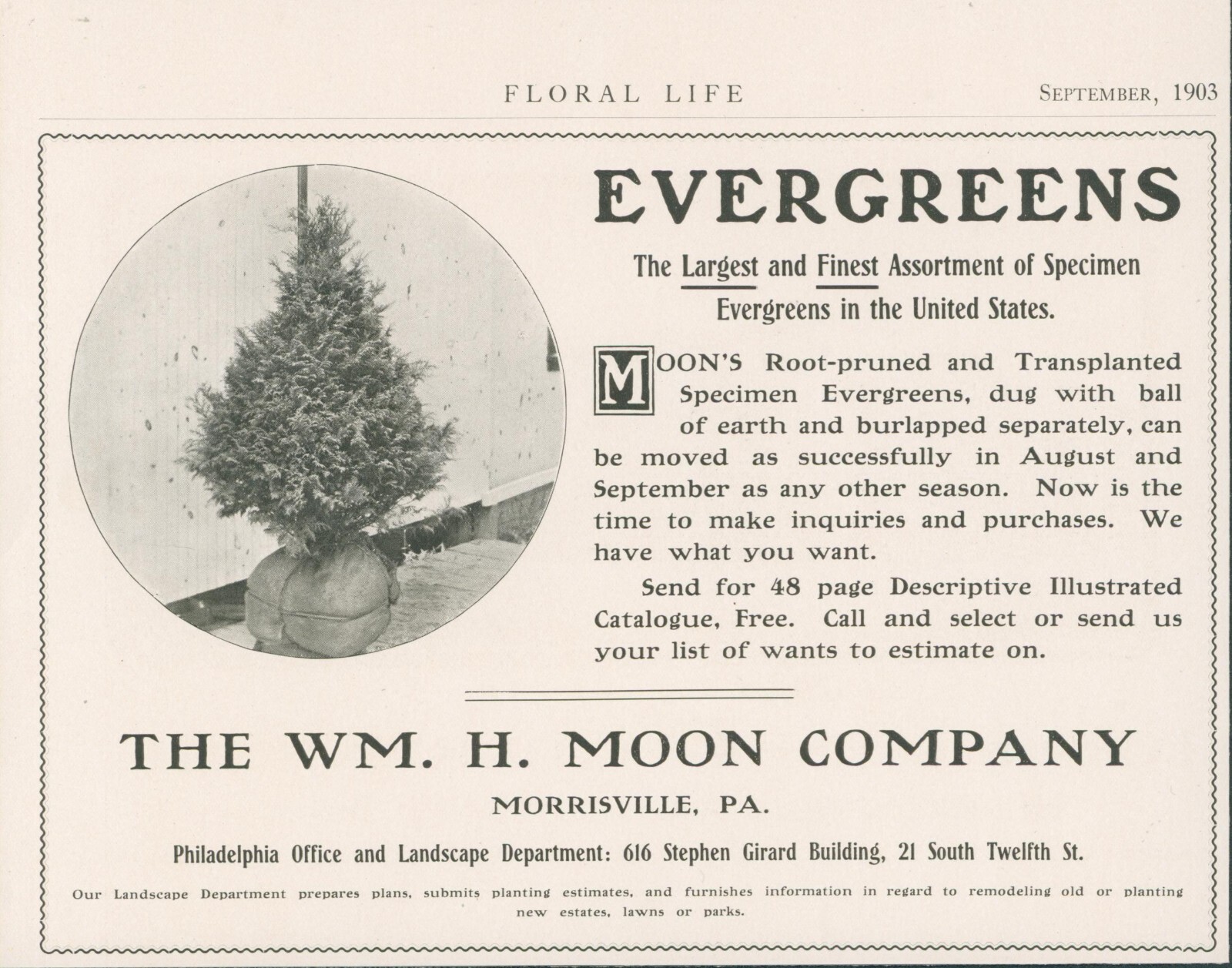 1903 Wm H Moon Evergreens Catalog Offer Morrisville Pennsylvania Ad FL2
