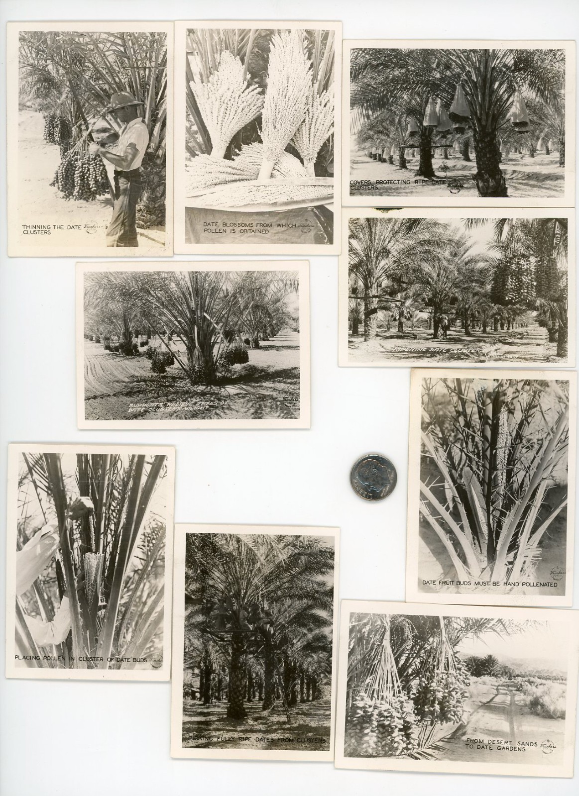 (9) Vintage 1940\'s Frasher\'s Souvenir photo lot / Planting & Harvesting DATES (9) Vintage 1940\'s Frasher\'s Souvenir photo lot / Planting & Harvesting DATES