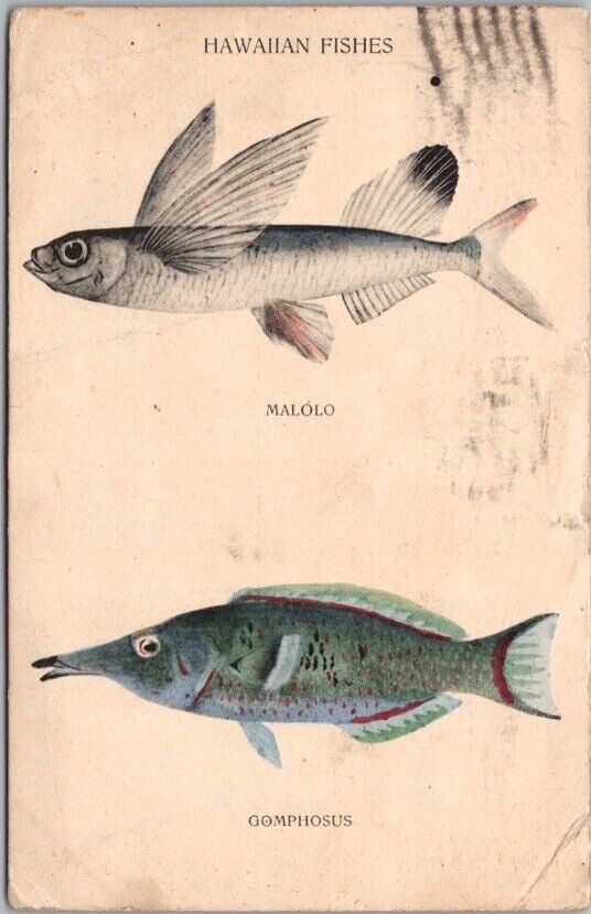 Vintage 1912 HAWAII Postcard HAWAIIAN FISHES - Malolo / Gomphosus 1912 Cancel