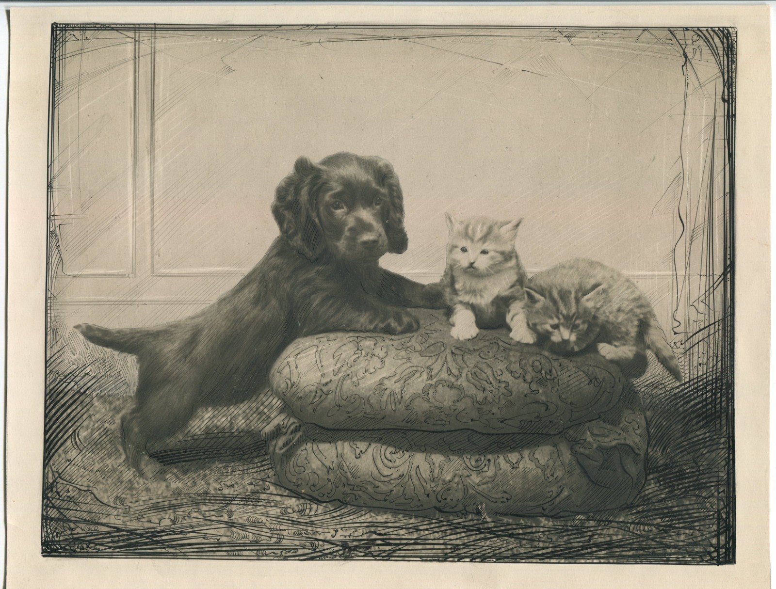 Original 19th Century Antique Spaniel Dog And Cat Photo 9 x 11 Ralph W. Robinson