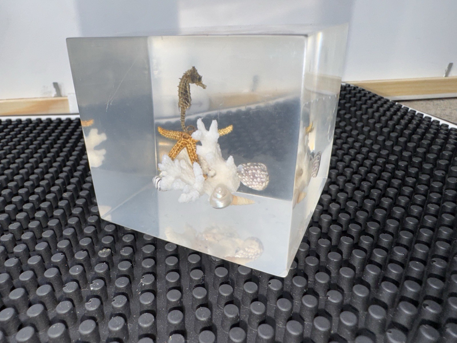 Acrylic Preserved Sea Life Paper Weight Decor 2.5” x 2.5” x 2” inch Acrylic Preserved Sea Life Paper Weight Decor 2.5” x 2.5” x 2” inch