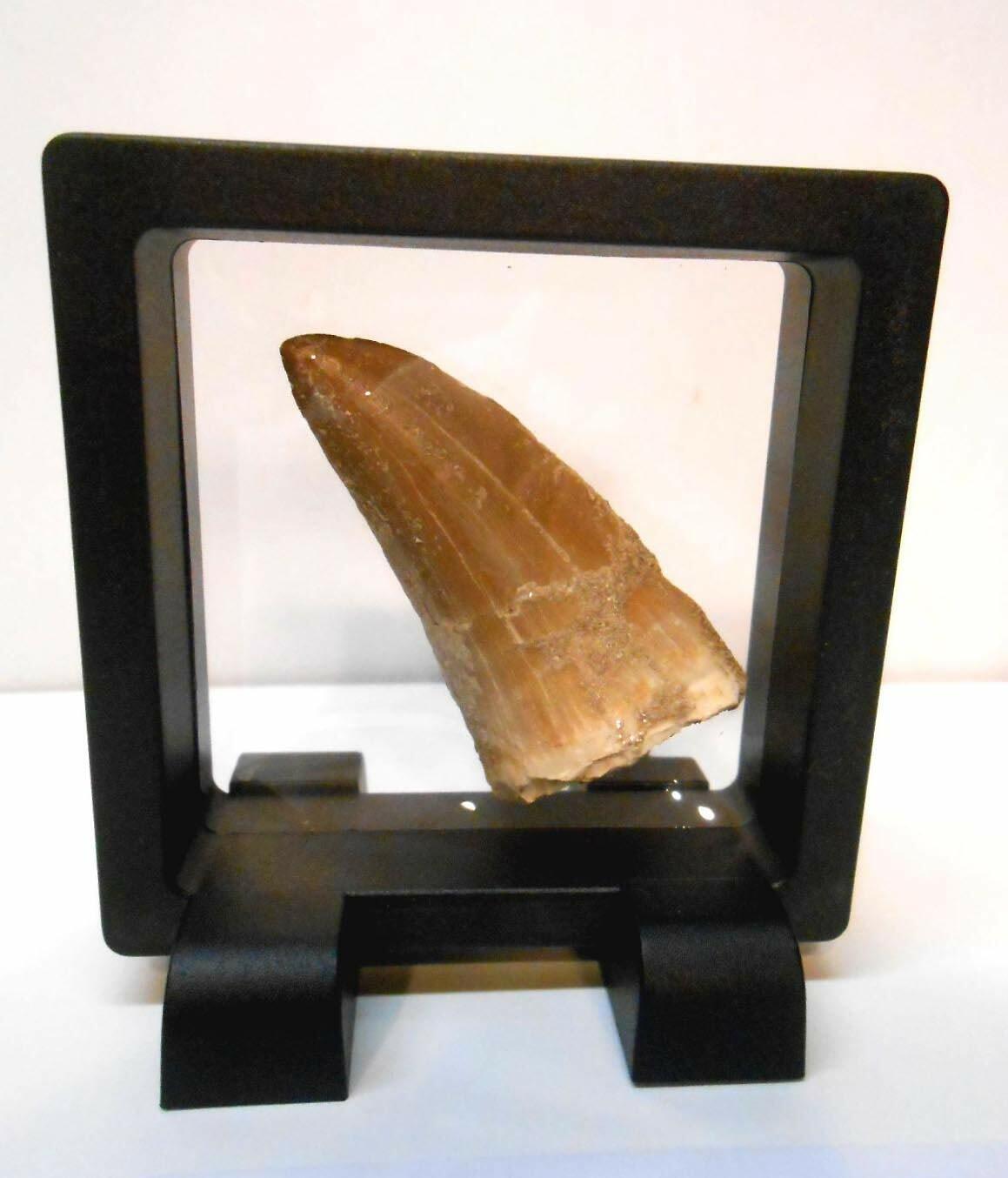 Genuine Huge Mosasaur Dinosaur Tooth Fossil from Near Khourigba,Morocco,N.Africa