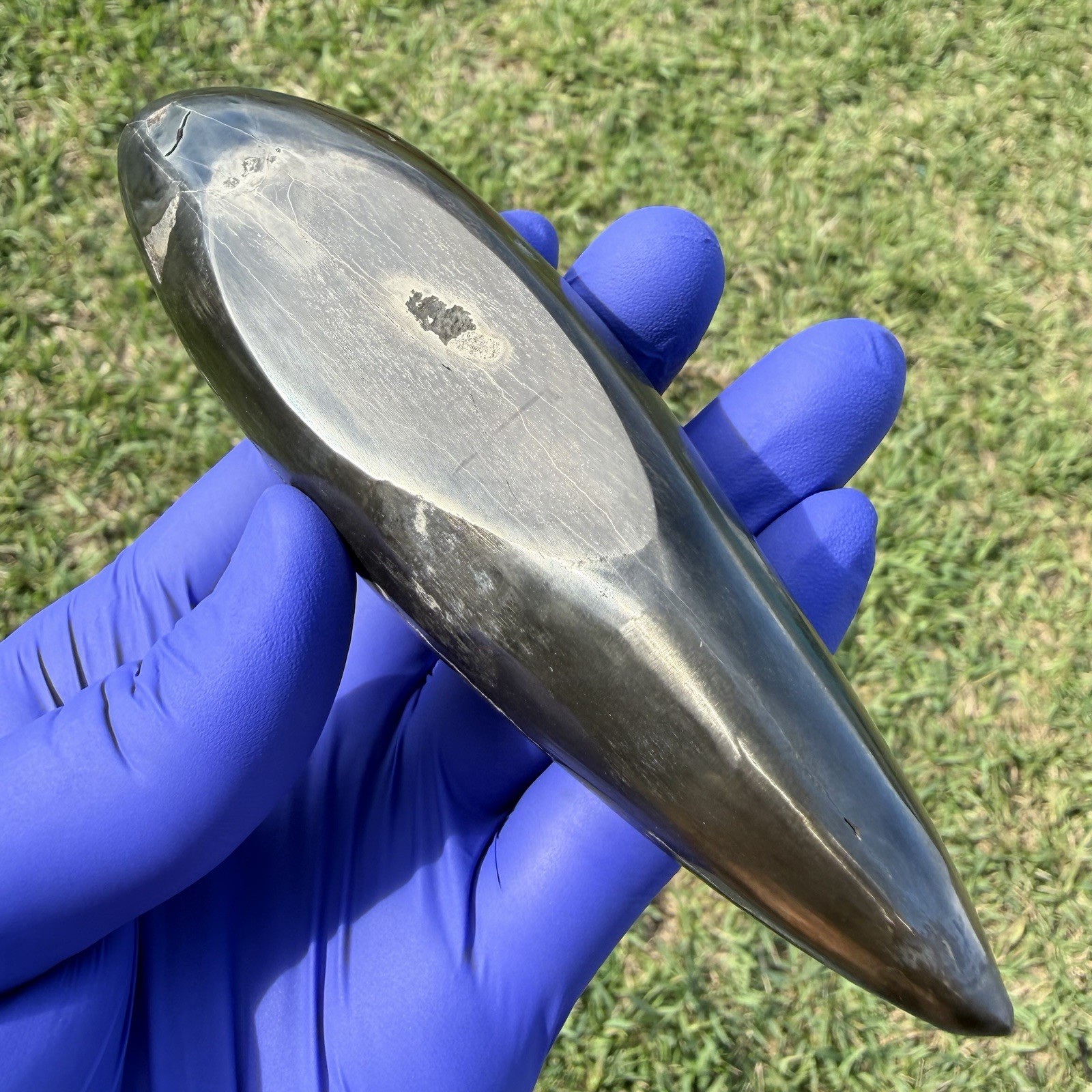 SPERM CETACEAN TOOTH FOSSIL HEAVILY PYRITIZED POLISHED TOOTH