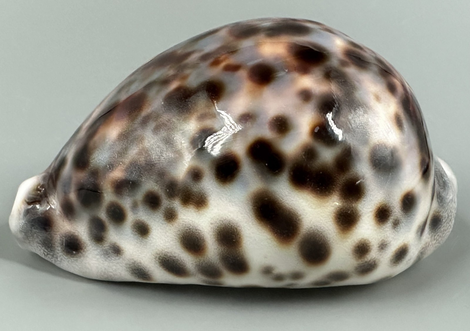 Cypraea tigris 106mm GIANT Heavy 180g LARGE SPOTS Dark Tiger Cowrie Shell
