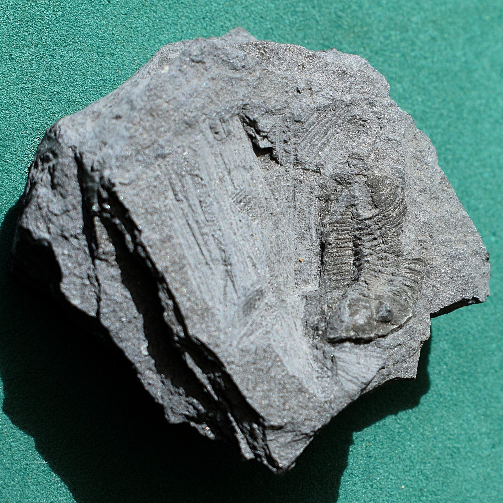 Rare trilobite, Andinacaste legrandi: Bolivia silurian trilobite fossil