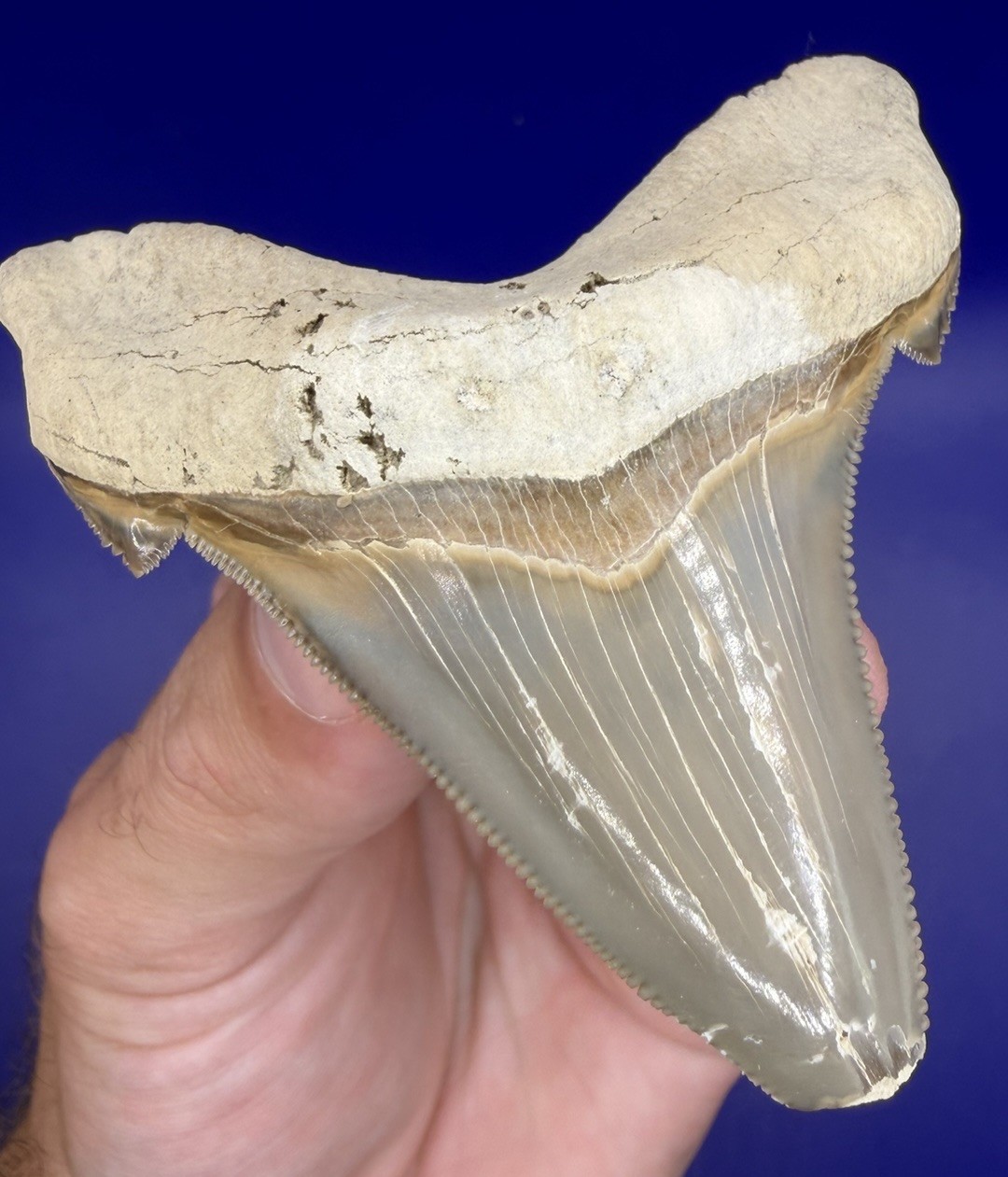 Museum Quality Angustiden Shark Tooth Fossil 2.88” Chandler Bridge Megalodon Fam