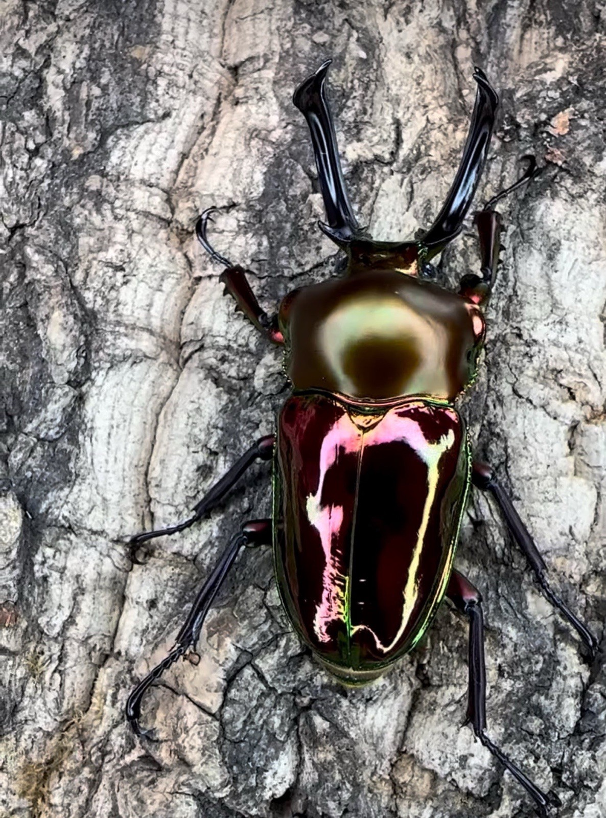 Phalacrognathus muelleri (Rainbow Stag Beetle) Larvae Beetle Raising USA ONLY