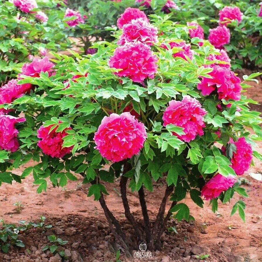 Paeonia suffruticosa mix colors 5 PCS fresh seeds, Peony seeds, Flower seeds