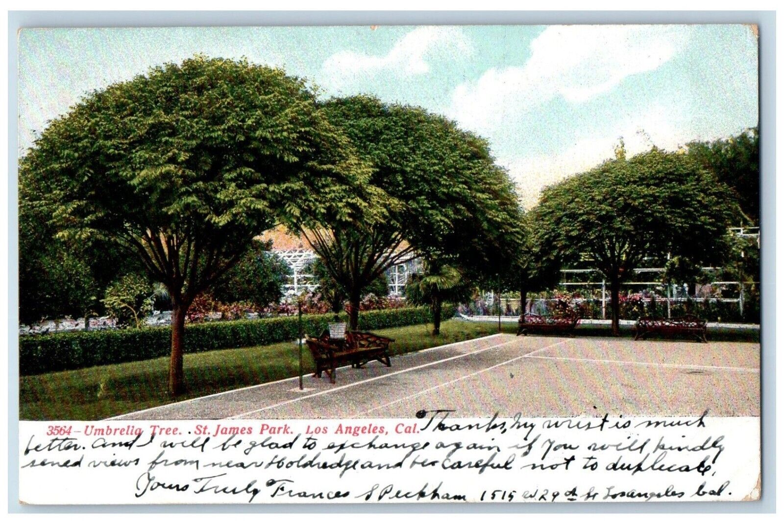 Los Angeles California Postcard Umbrella Tree St. James Park Tree c1907 Vintage