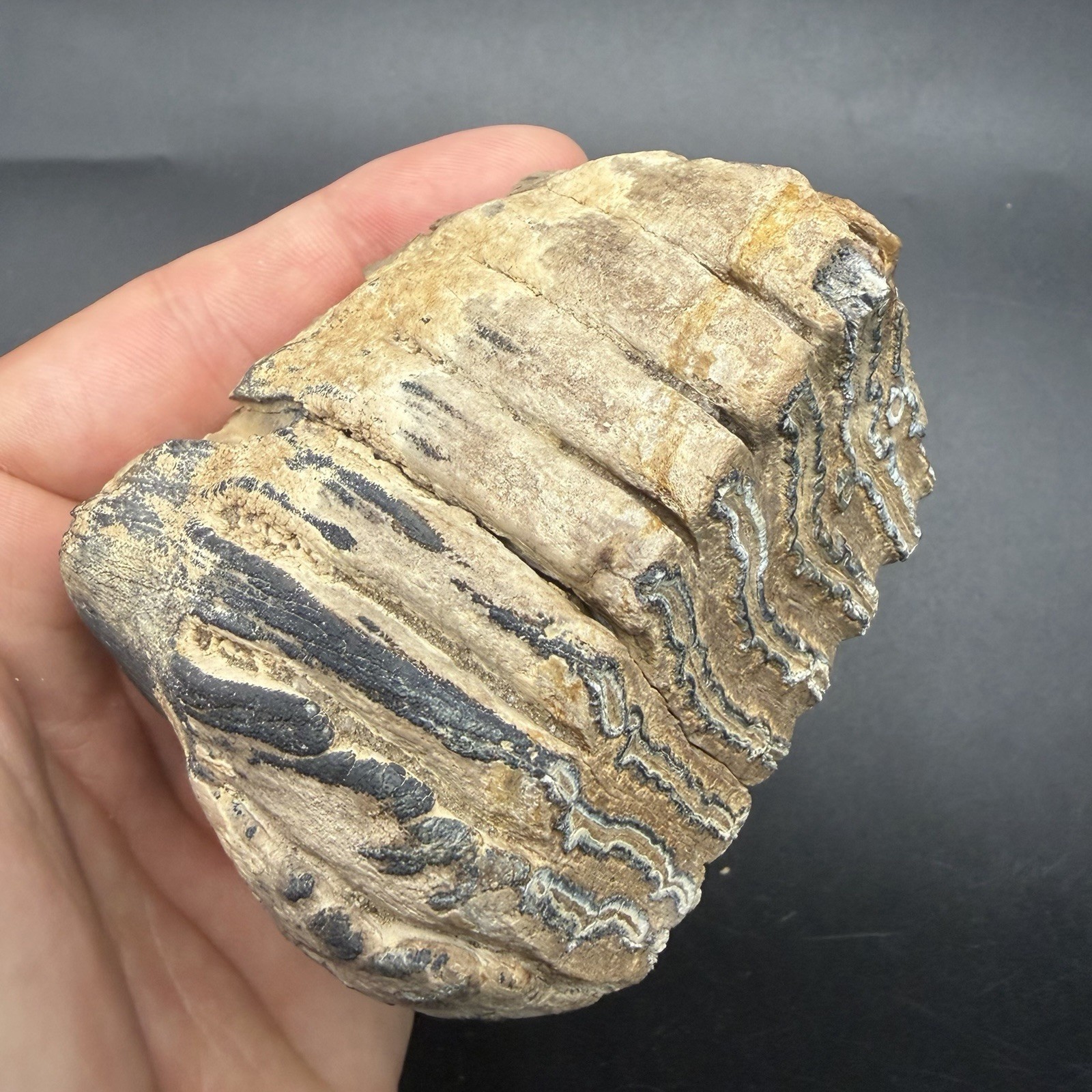 RARE Fossil Mammal Molar Tooth Juvenile Specimen Ice Age Pleistocene FL Restored