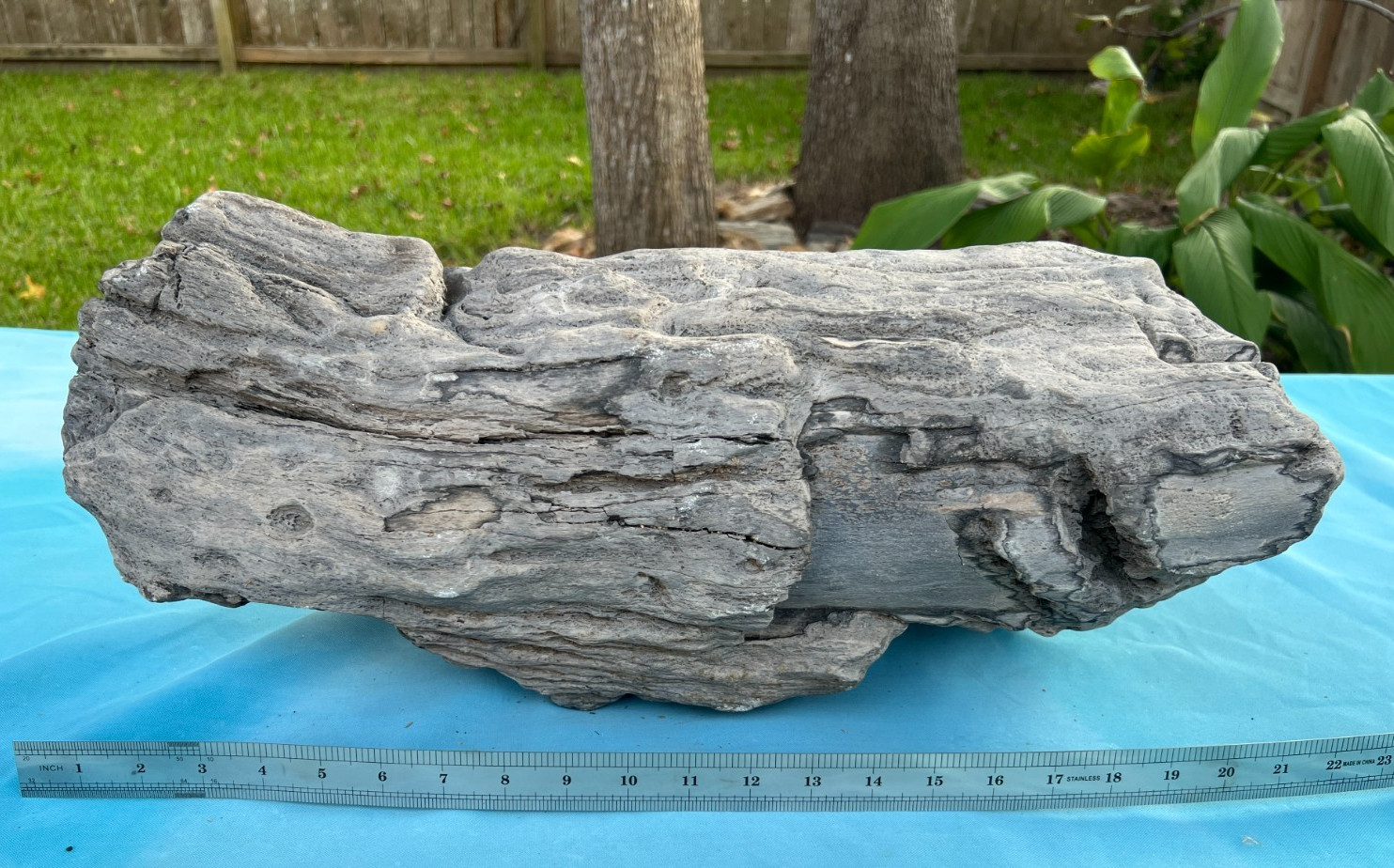 Texas Petrified Wood 23x8 Large Rare Near Full Round Log Brazos County Fossil