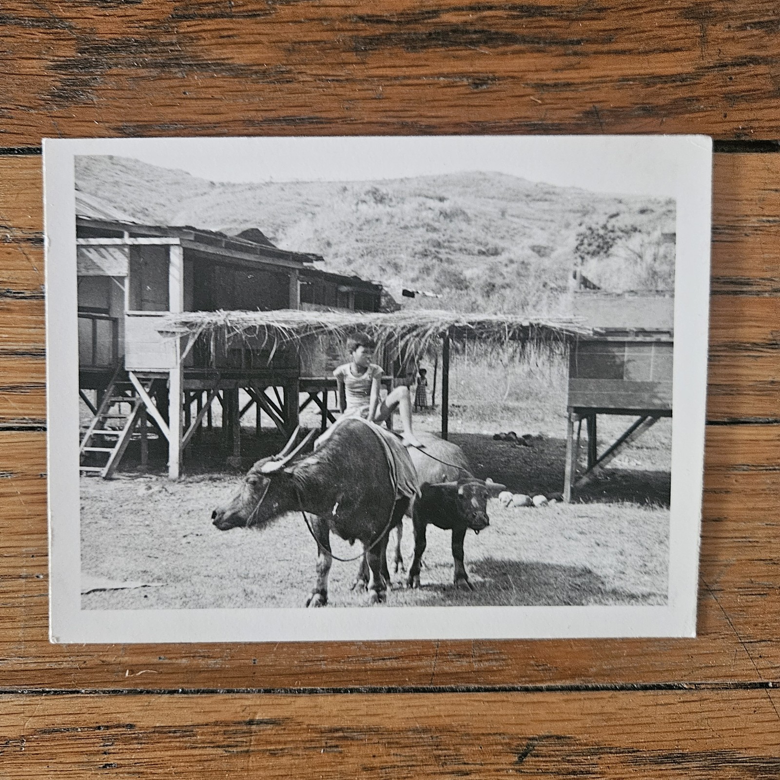 VINTAGE 1970\'S PHOTO OF VIETNAMESE BOY ON WATER BUFFALOS VIETNAM WAR CAMP