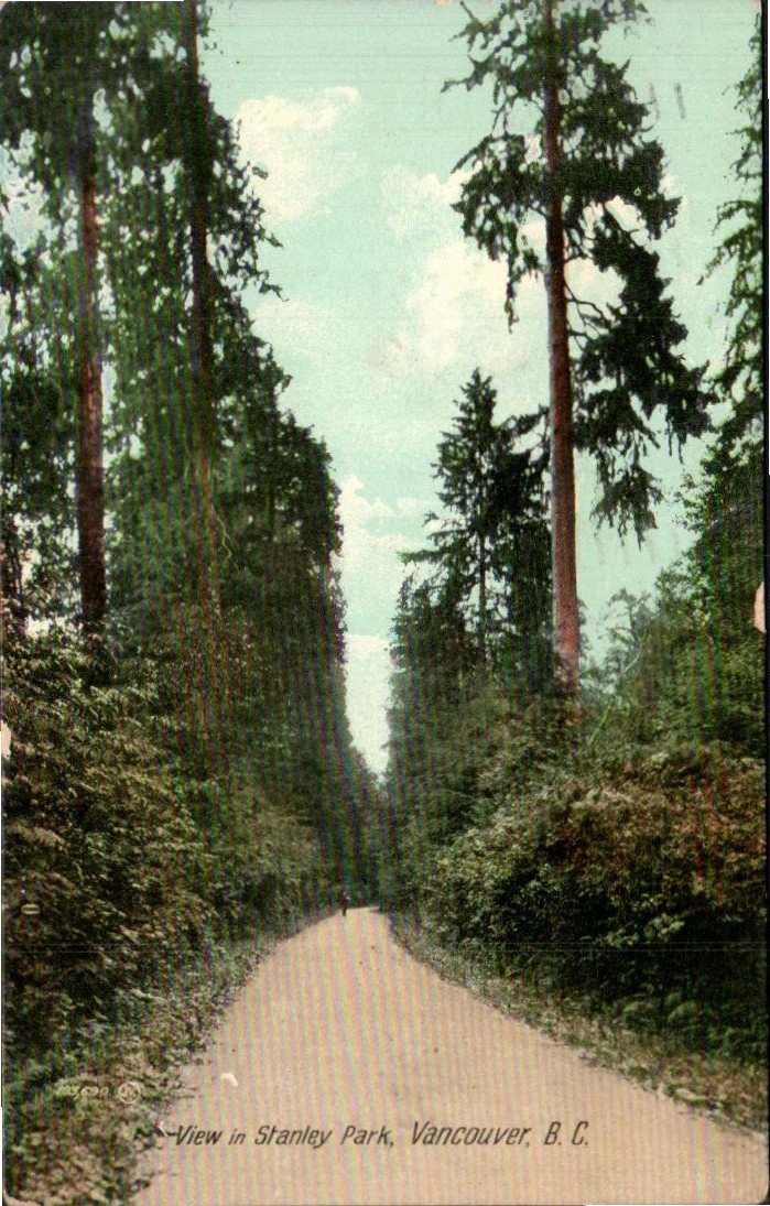 Vancouver BC - Road through tall trees in Stanley Park - Antique Postcard - 1909