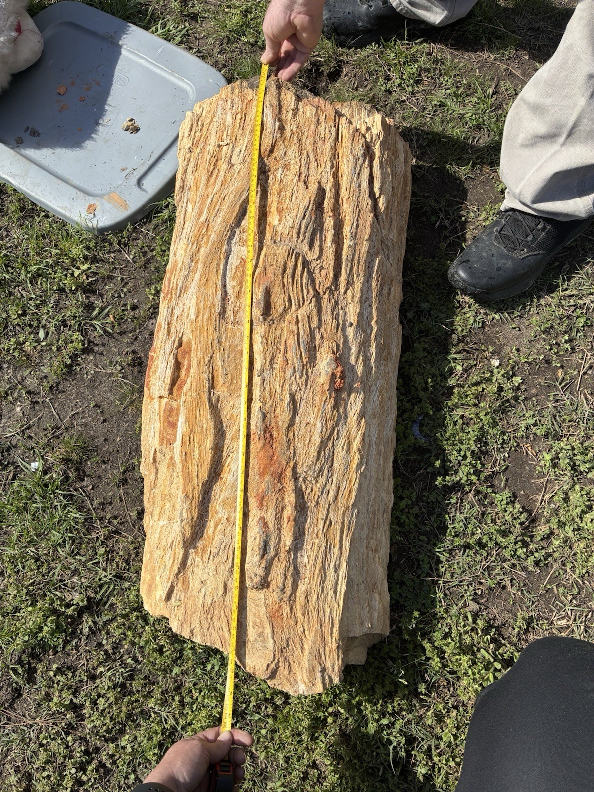 Large Heavy Piece Of Petrified Wood From East Texas