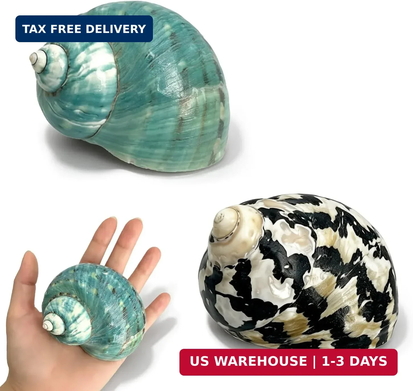 Natural Hermit Crab Shells 2Pcs, Large 3.15-4.33in