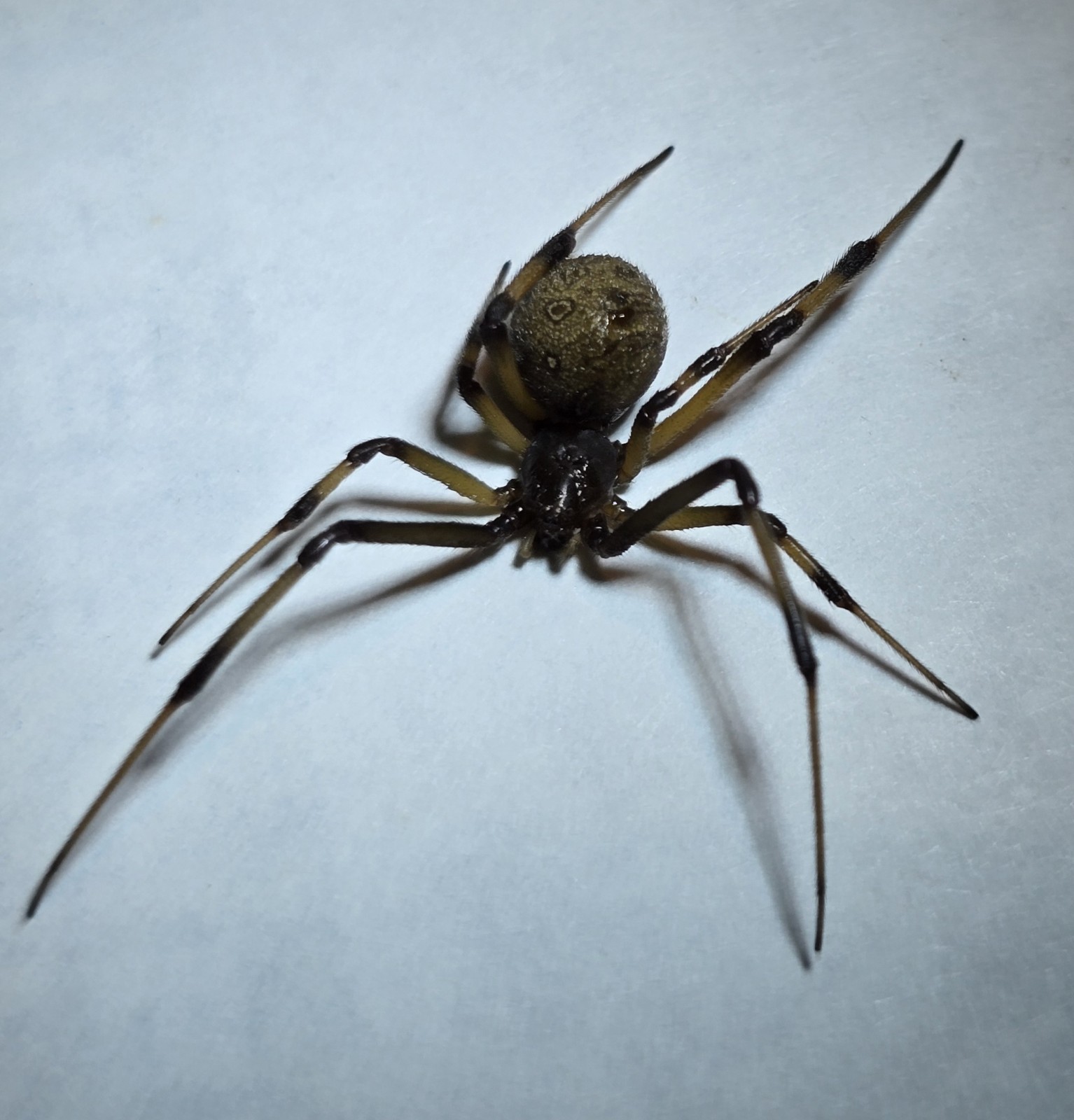 Real Brown Widow Spider Wet Specimen - Beautiful Markings