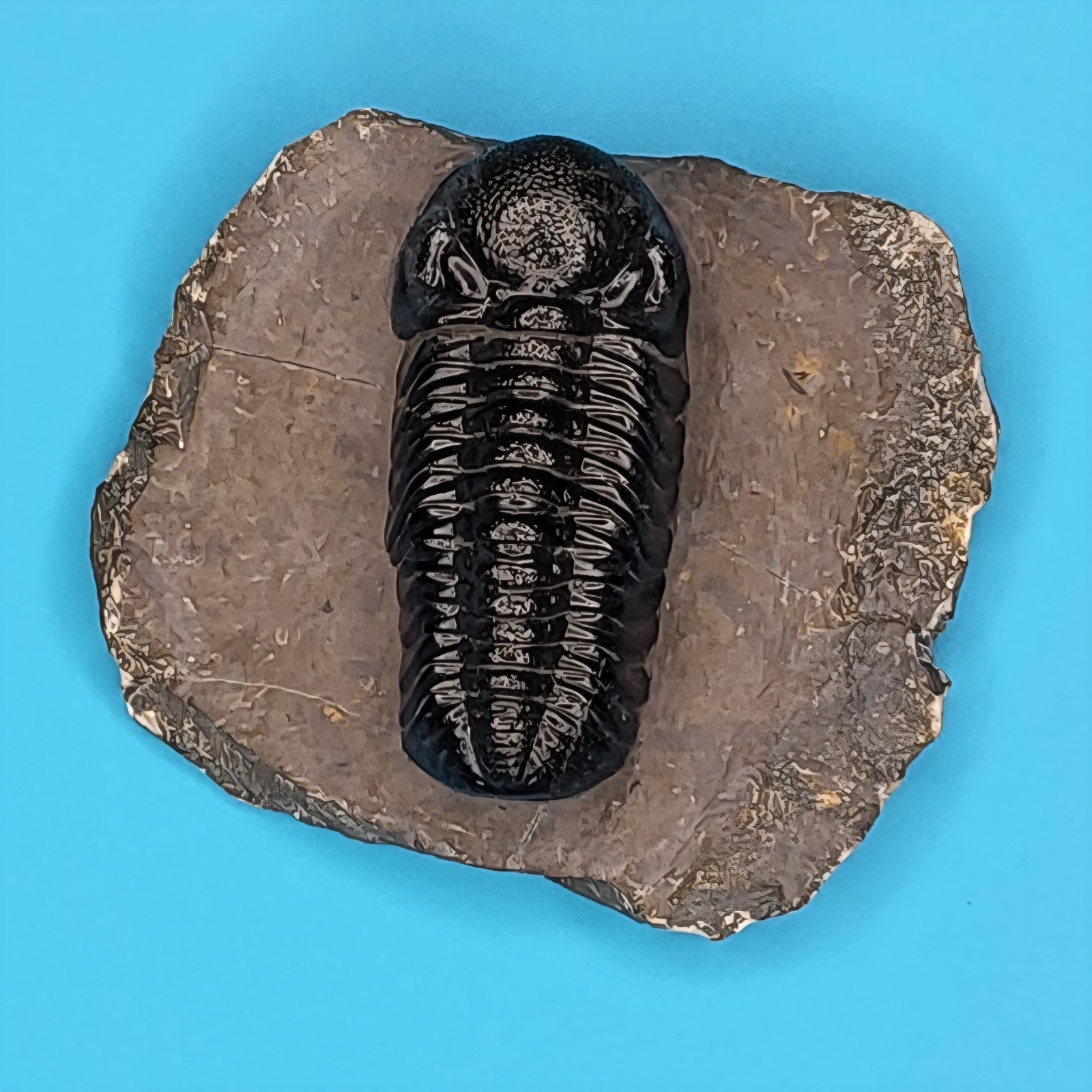 Phacops Rana Fossil Trilobite Atlas Mountains Morocco Professionally Prepared #3