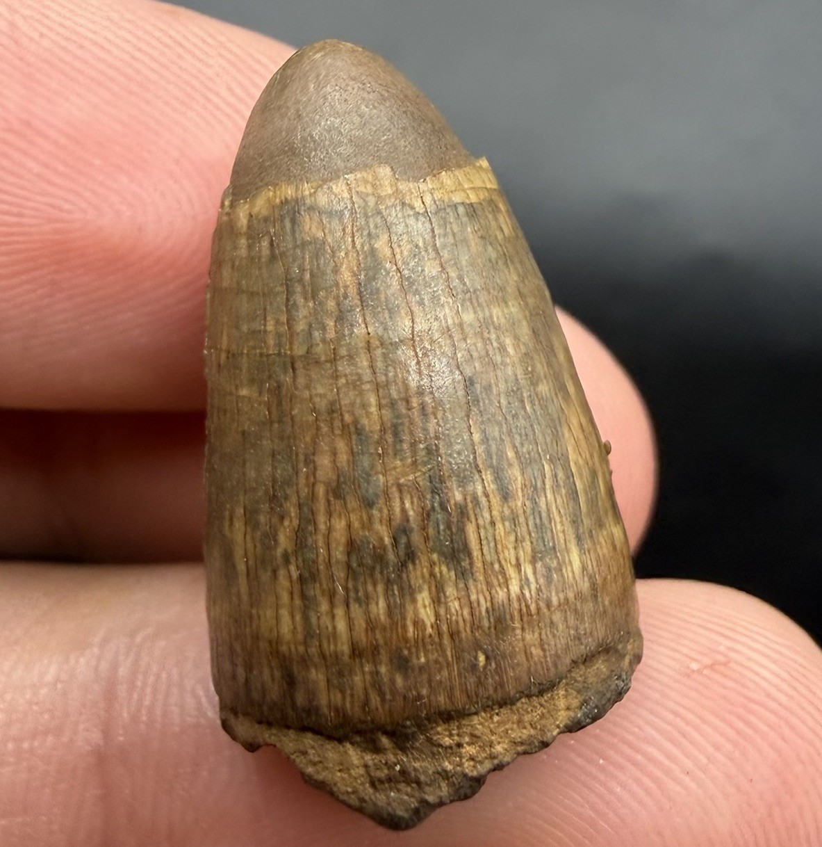 COLORFUL FOSSIL ALLIGATOR TOOTH ICE AGE REPTILE FOSSIL TOOTH NORTH FLORIDA 0.94”