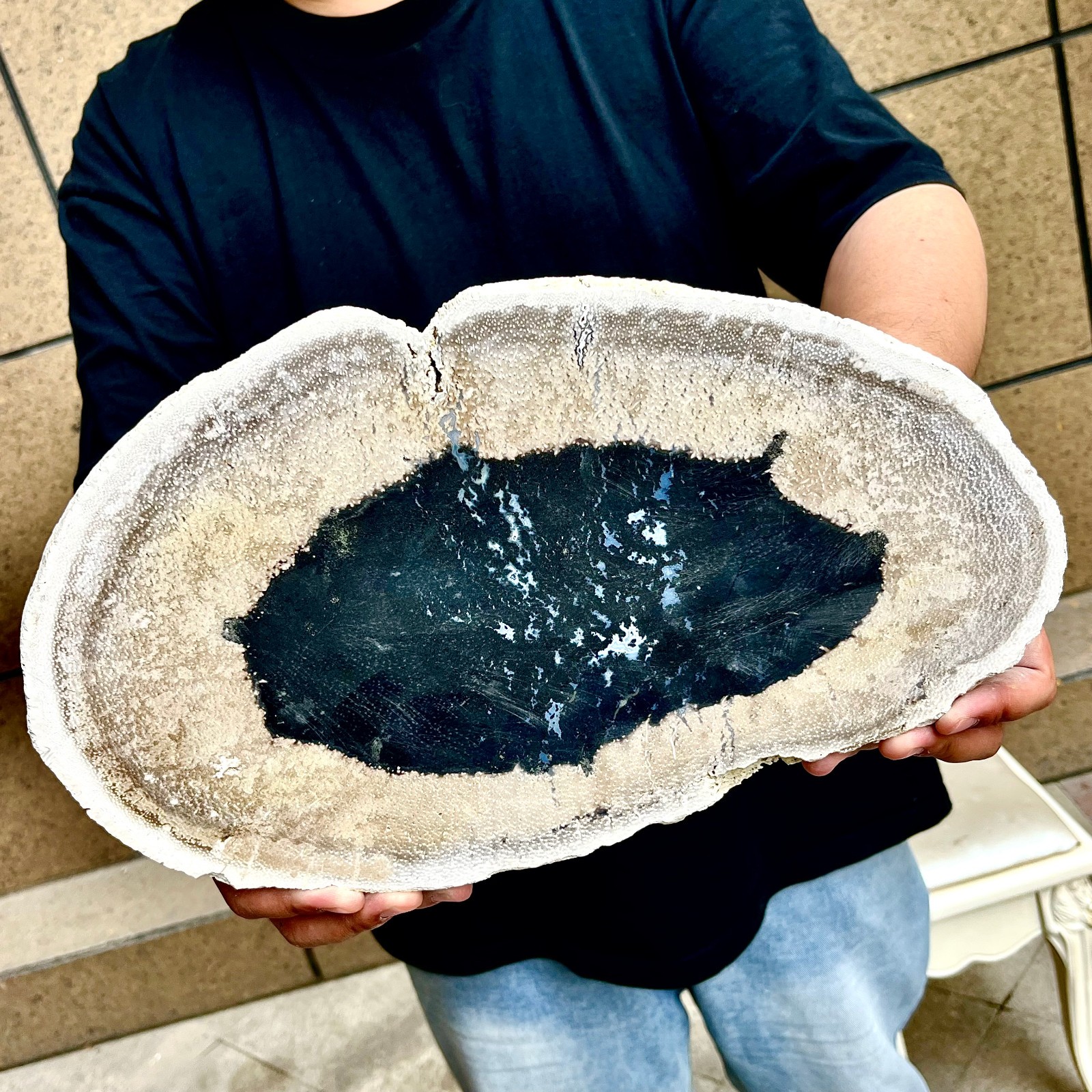 4.47LB Large Natural Petrified Wood Crystal Fossil Slice Shape Specimen Healing