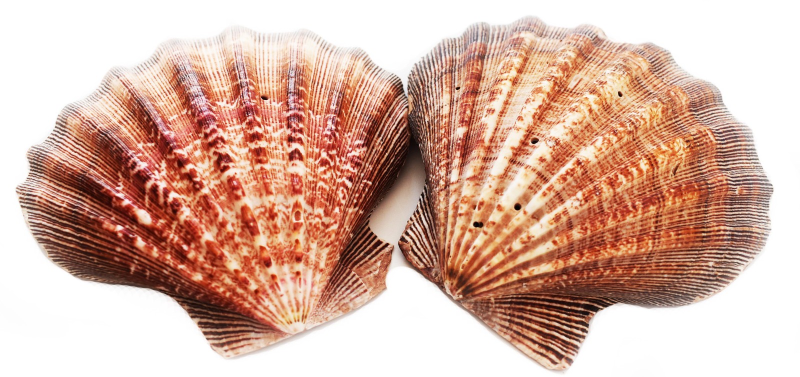 2 Large Lions Paw Scallop Shell (5