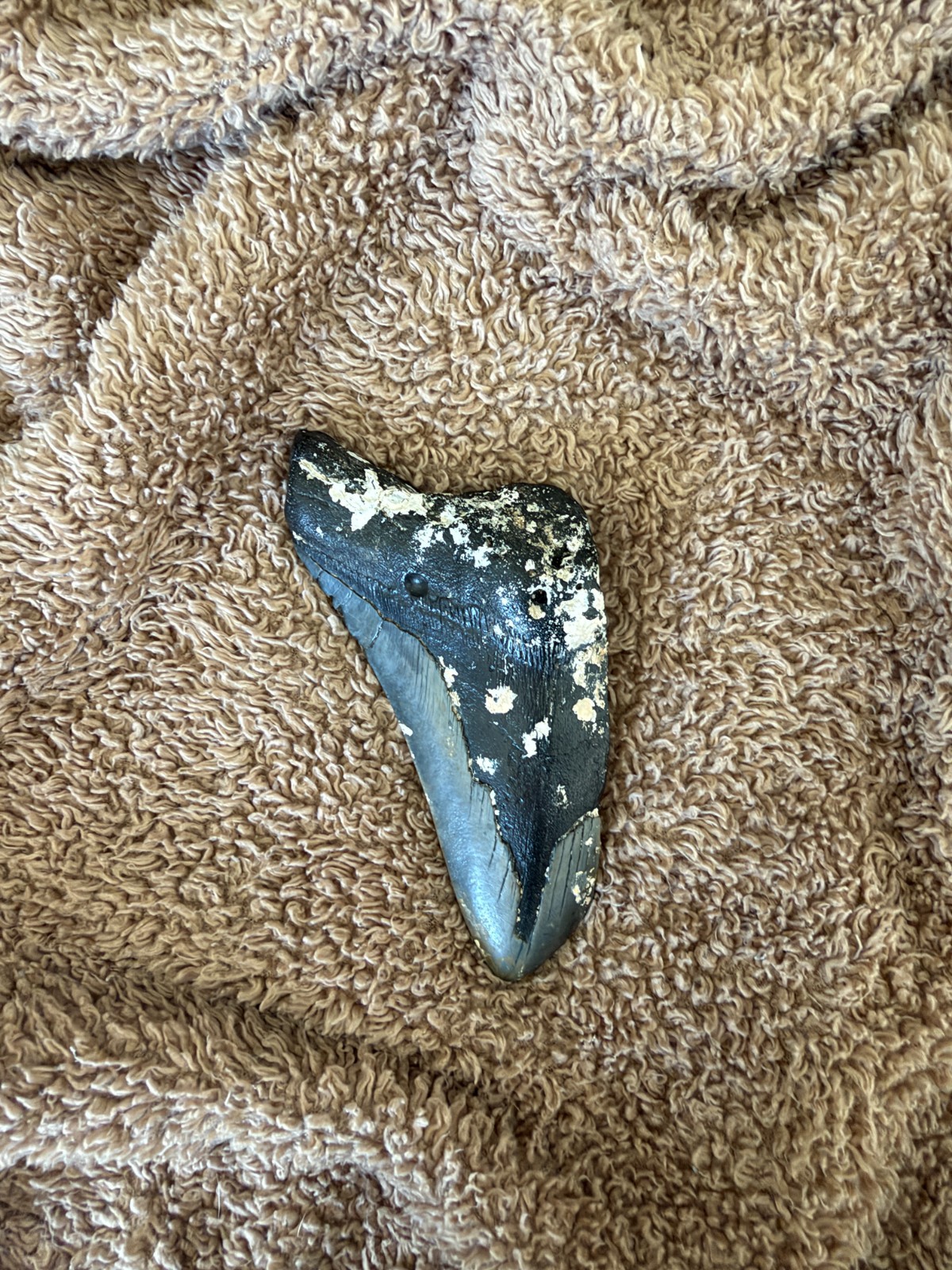 Real Megalodon Shark Tooth 5.0” Big Fossil Shark Teeth From NC