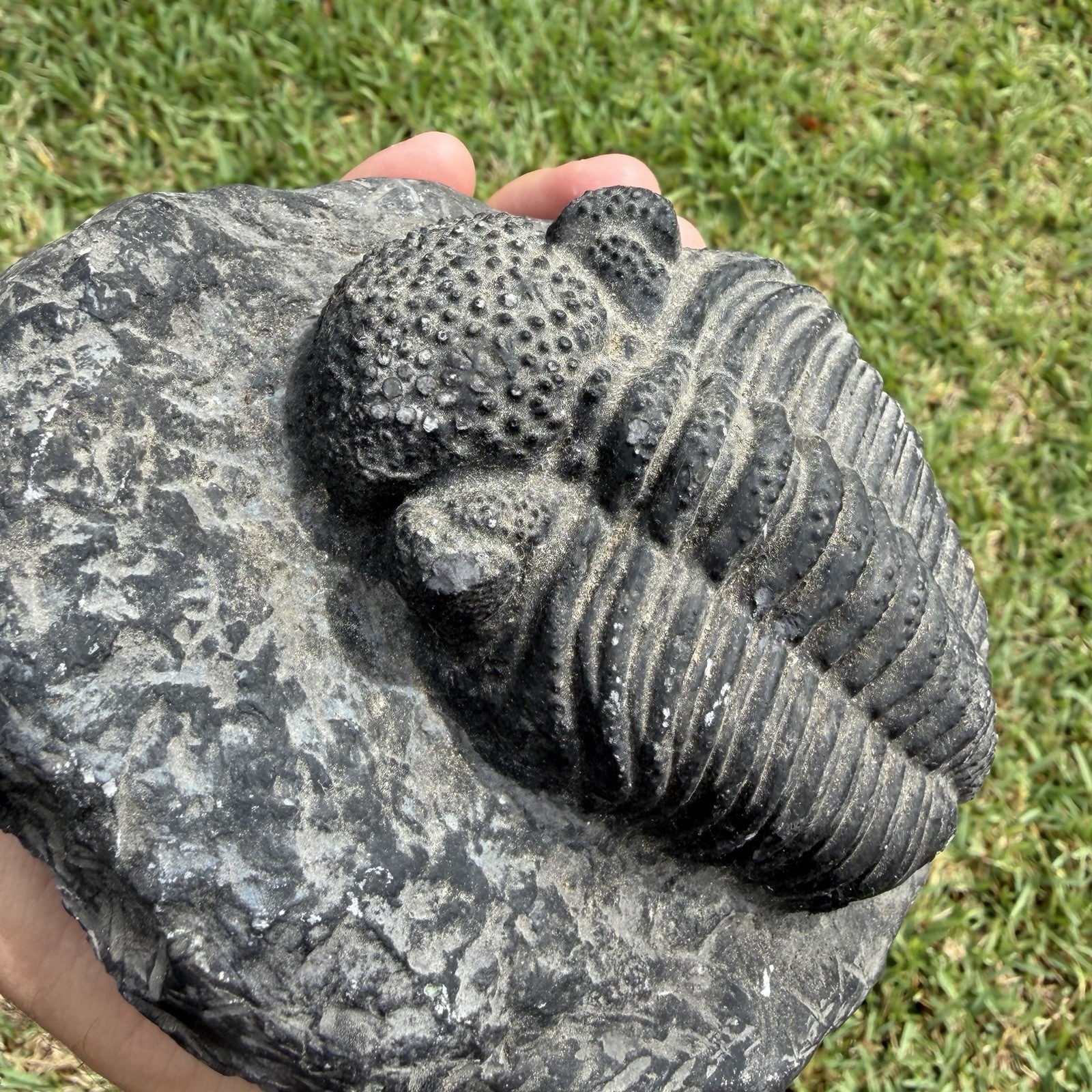HUGE Phacops Trilobite REPLICA Brayfield Research Lab 7” Fossil Replica Display