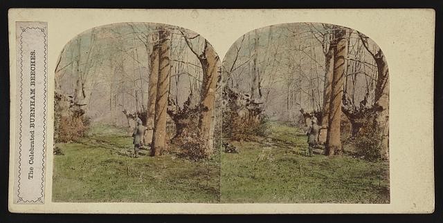 Photo:Burnham Beeches England 1900s Woodland Stereo View