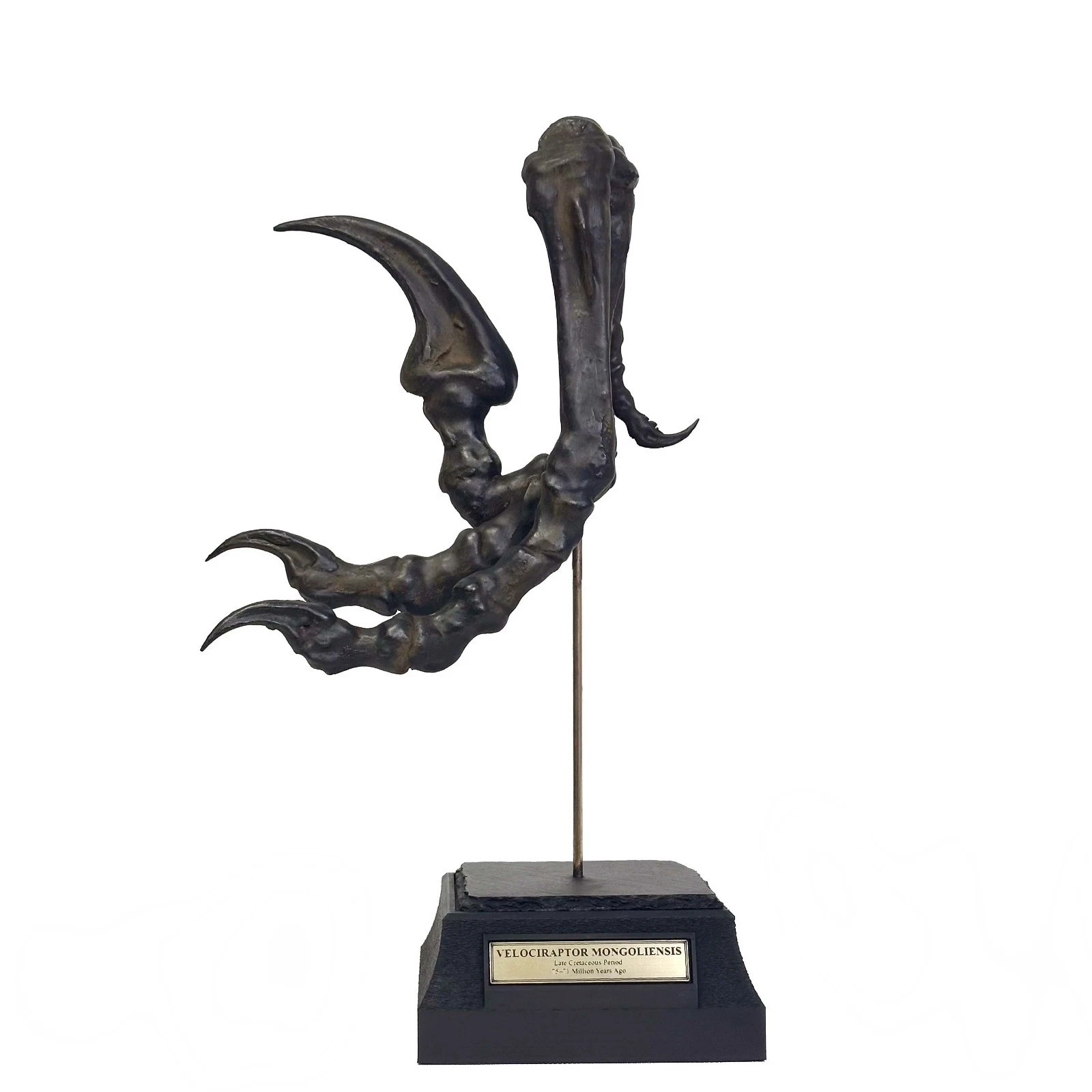 Velociraptor, Raptor Claw – Fossil, Raptor, Claw, Museum-Quality.