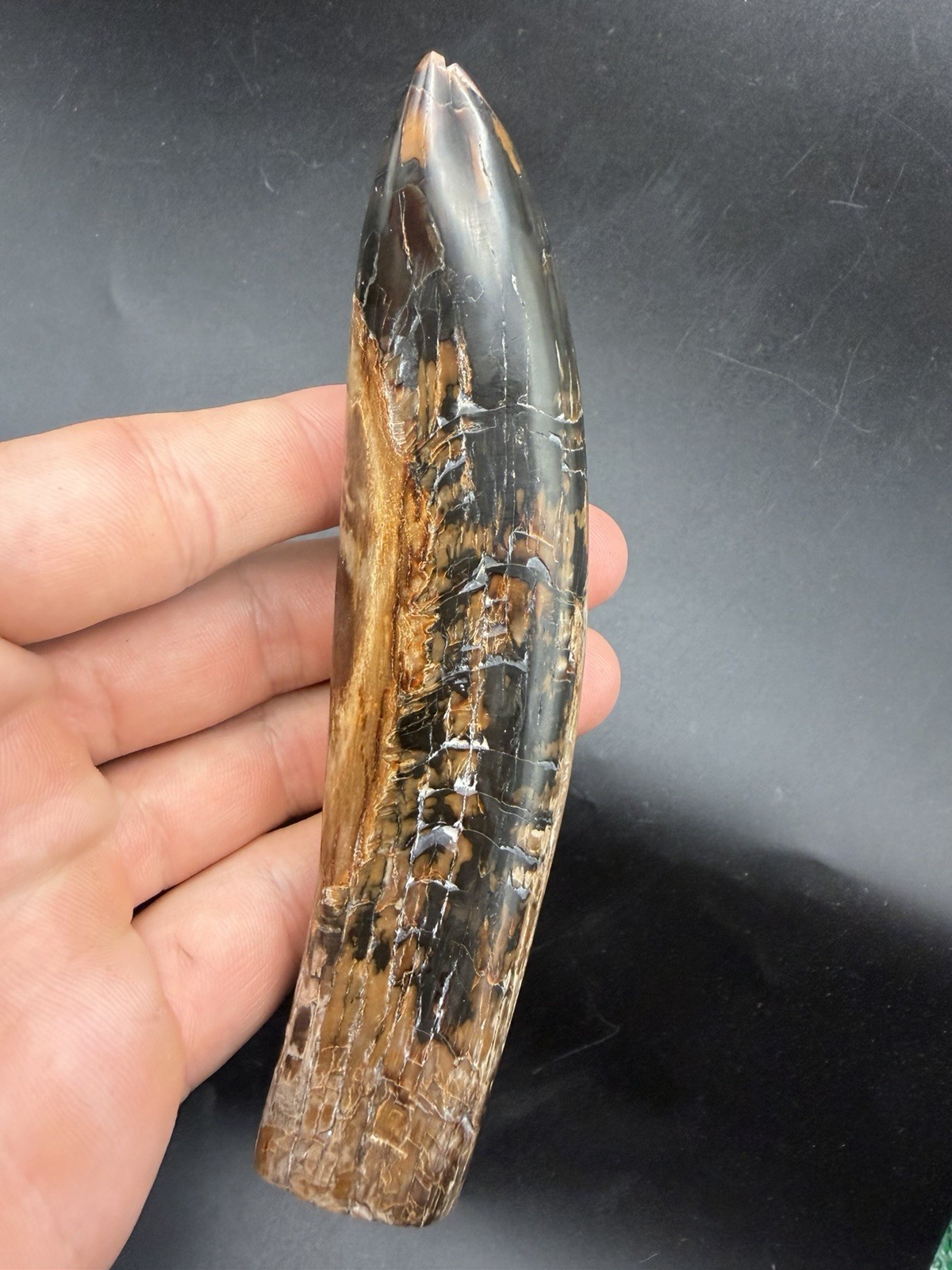 INCREDIBLE SPERM CETACEAN TOOTH FOSSIL POLISHED 5”