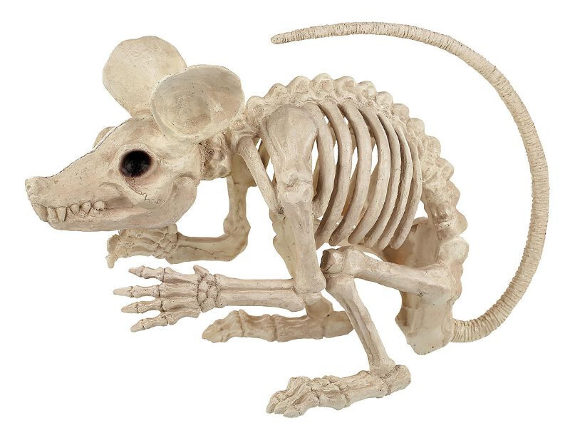 21.5 Inch Rat Skeleton Halloween Decor Realistic Spooky Prop Haunted House Decor 21.5 Inch Rat Skeleton Halloween Decor Realistic Spooky Prop Haunted House Decor