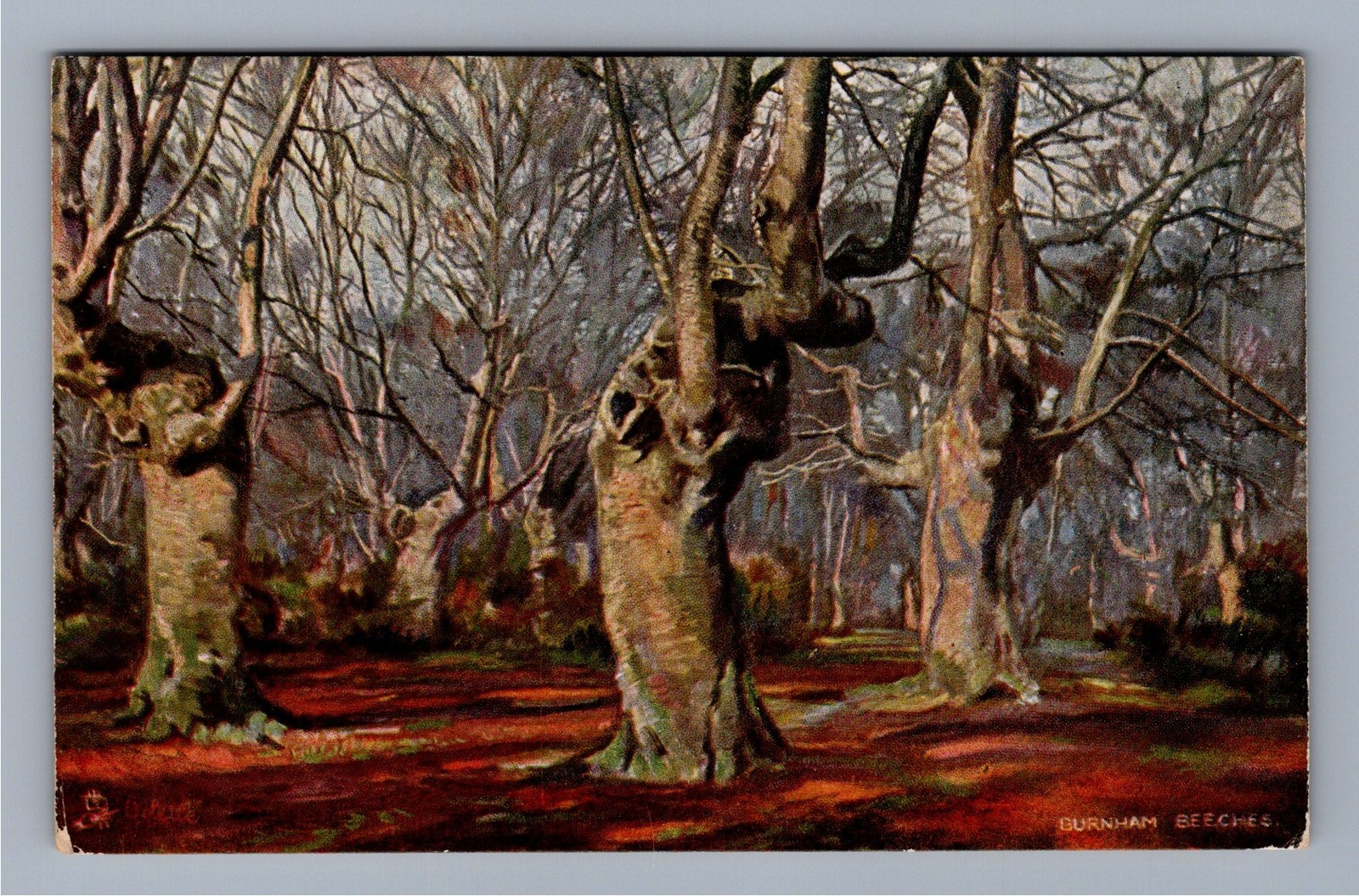 Burnham Beeches England Tuck Oilette Forest Trees Antique Postcard No 3466