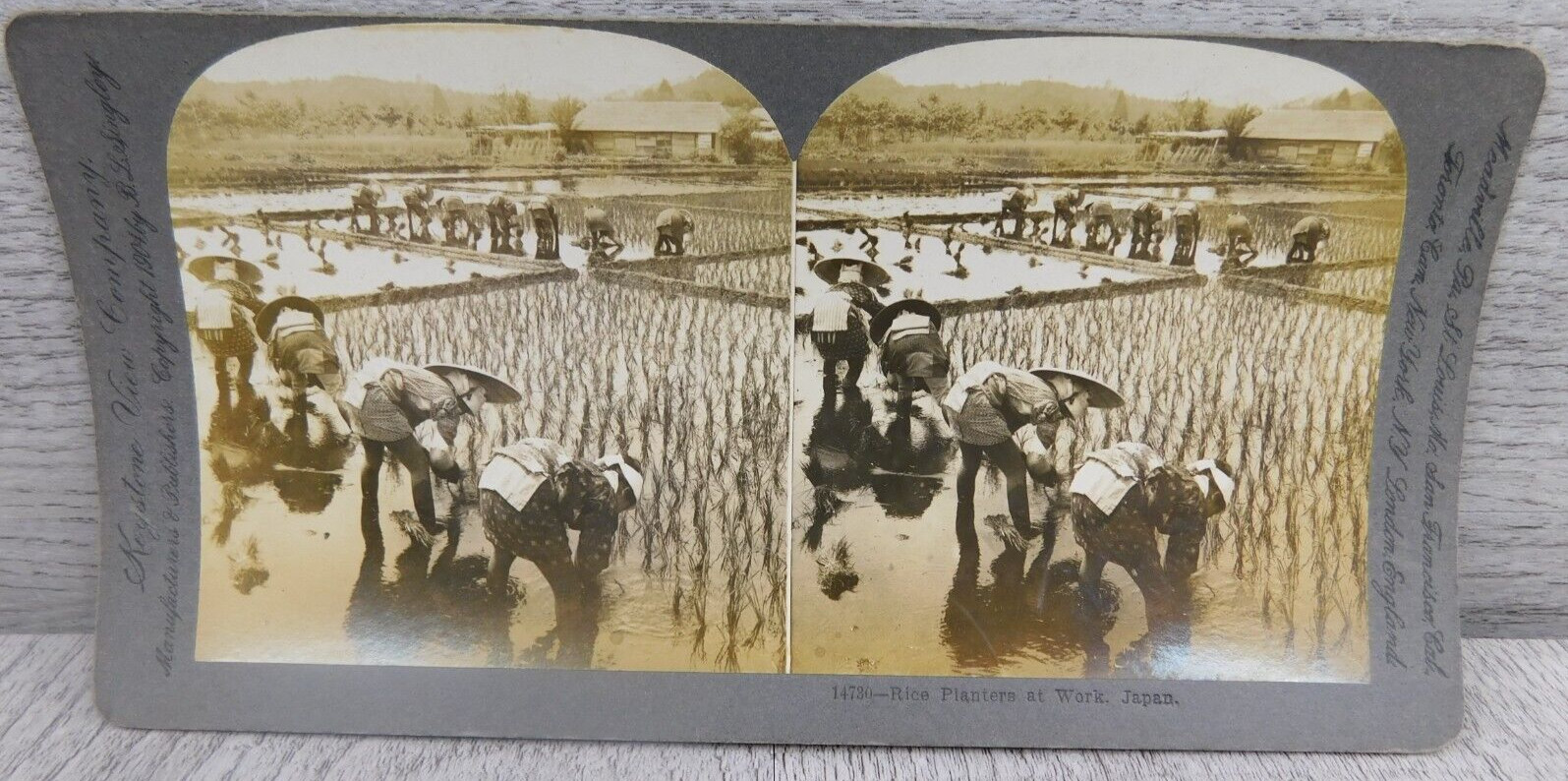 VTG Stereoview Photo Cards Keystone View Co 1904 Rice Planters At Work in Japan