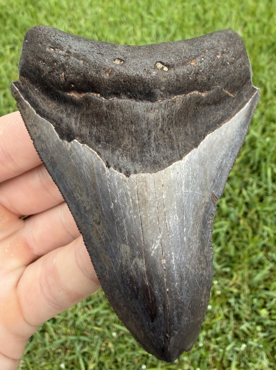 Natural 3.90” Megalodon Shark Tooth Fossil Real Shark Teeth No Restoration